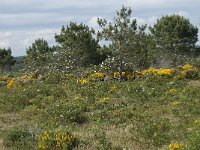 P, Faro, Vila do Bispo 25, Saxifraga-Willem van Kruijsbergen