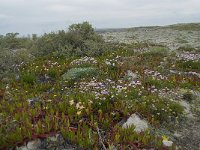 P, Faro, Vila do Bispo, Cabo Sao Vicente 100, Saxifraga-Willem van Kruijsbergen