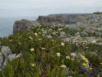 P, Faro, Vila do Bispo, Cabo Sao Vicente 102, Saxifraga-Willem van Kruijsbergen