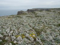 P, Faro, Vila do Bispo, Cabo Sao Vicente 103, Saxifraga-Willem van Kruijsbergen