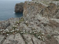 P, Faro, Vila do Bispo, Cabo Sao Vicente 104, Saxifraga-Willem van Kruijsbergen