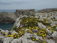 P, Faro, Vila do Bispo, Cabo Sao Vicente 105, Saxifraga-Willem van Kruijsbergen