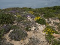 P, Faro, Vila do Bispo, Cabo Sao Vicente 113, Saxifraga-Willem van Kruijsbergen