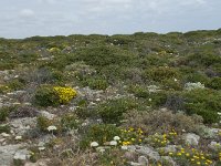 P, Faro, Vila do Bispo, Cabo Sao Vicente 115, Saxifraga-Willem van Kruijsbergen