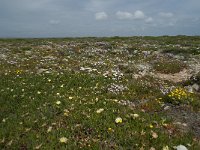 P, Faro, Vila do Bispo, Cabo Sao Vicente 116, Saxifraga-Willem van Kruijsbergen