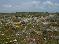 P, Faro, Vila do Bispo, Cabo Sao Vicente 117, Saxifraga-Willem van Kruijsbergen