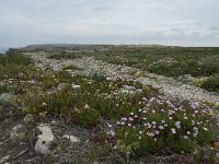 P, Faro, Vila do Bispo, Cabo Sao Vicente 119, Saxifraga-Willem van Kruijsbergen