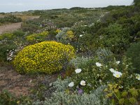 P, Faro, Vila do Bispo, Cabo Sao Vicente 120, Saxifraga-Willem van Kruijsbergen