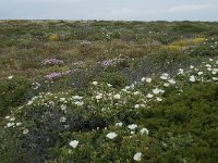 P, Faro, Vila do Bispo, Cabo Sao Vicente 121, Saxifraga-Willem van Kruijsbergen