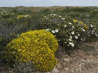 P, Faro, Vila do Bispo, Cabo Sao Vicente 122, Saxifraga-Willem van Kruijsbergen