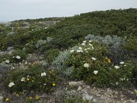 P, Faro, Vila do Bispo, Cabo Sao Vicente 123, Saxifraga-Willem van Kruijsbergen