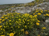 P, Faro, Vila do Bispo, Cabo Sao Vicente 124, Saxifraga-Willem van Kruijsbergen