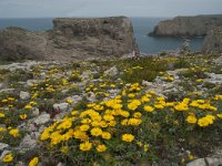 P, Faro, Vila do Bispo, Cabo Sao Vicente 125, Saxifraga-Willem van Kruijsbergen