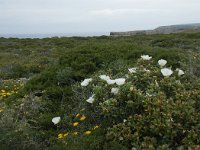 P, Faro, Vila do Bispo, Cabo Sao Vicente 127, Saxifraga-Willem van Kruijsbergen