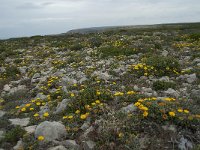 P, Faro, Vila do Bispo, Cabo Sao Vicente 128, Saxifraga-Willem van Kruijsbergen