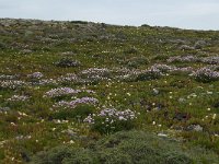 P, Faro, Vila do Bispo, Cabo Sao Vicente 129, Saxifraga-Willem van Kruijsbergen