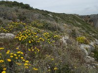 P, Faro, Vila do Bispo, Cabo Sao Vicente 135, Saxifraga-Willem van Kruijsbergen