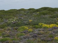 P, Faro, Vila do Bispo, Cabo Sao Vicente 136, Saxifraga-Willem van Kruijsbergen