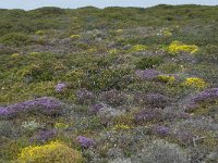 P, Faro, Vila do Bispo, Cabo Sao Vicente 137, Saxifraga-Willem van Kruijsbergen