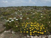 P, Faro, Vila do Bispo, Cabo Sao Vicente 140, Saxifraga-Willem van Kruijsbergen