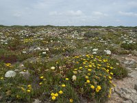 P, Faro, Vila do Bispo, Cabo Sao Vicente 143, Saxifraga-Willem van Kruijsbergen