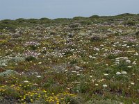 P, Faro, Vila do Bispo, Cabo Sao Vicente 144, Saxifraga-Willem van Kruijsbergen