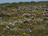 P, Faro, Vila do Bispo, Cabo Sao Vicente 145, Saxifraga-Willem van Kruijsbergen