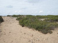 P, Faro, Vila do Bispo, Cabo Sao Vicente 147, Saxifraga-Willem van Kruijsbergen