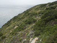 P, Faro, Vila do Bispo, Cabo Sao Vicente 28, Saxifraga-Willem van Kruijsbergen