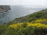 P, Faro, Vila do Bispo, Cabo Sao Vicente 33, Saxifraga-Willem van Kruijsbergen