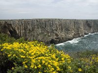 P, Faro, Vila do Bispo, Cabo Sao Vicente 34, Saxifraga-Willem van Kruijsbergen