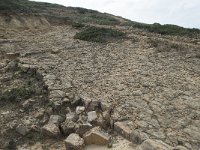 P, Faro, Vila do Bispo, Cabo Sao Vicente 64, Saxifraga-Willem van Kruijsbergen