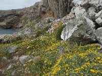 P, Faro, Vila do Bispo, Cabo Sao Vicente 72, Saxifraga-Willem van Kruijsbergen