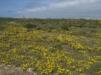 P, Faro, Vila do Bispo, Cabo Sao Vicente 76, Saxifraga-Willem van Kruijsbergen