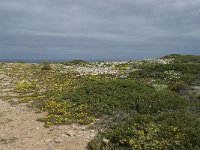 P, Faro, Vila do Bispo, Cabo Sao Vicente 77, Saxifraga-Willem van Kruijsbergen