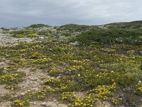 P, Faro, Vila do Bispo, Cabo Sao Vicente 78, Saxifraga-Willem van Kruijsbergen