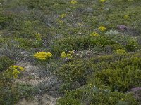 P, Faro, Vila do Bispo, Cabo Sao Vicente 79, Saxifraga-Willem van Kruijsbergen