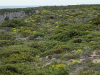 P, Faro, Vila do Bispo, Cabo Sao Vicente 80, Saxifraga-Willem van Kruijsbergen