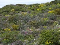 P, Faro, Vila do Bispo, Cabo Sao Vicente 81, Saxifraga-Willem van Kruijsbergen