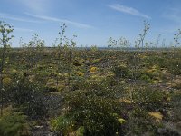 P, Faro, Vila do Bispo, Cabo Sao Vicente 82, Saxifraga-Willem van Kruijsbergen