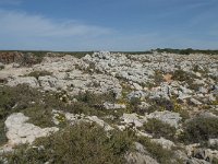 P, Faro, Vila do Bispo, Cabo Sao Vicente 85, Saxifraga-Willem van Kruijsbergen