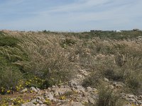 P, Faro, Vila do Bispo, Cabo Sao Vicente 86, Saxifraga-Willem van Kruijsbergen