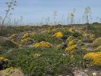 P, Faro, Vila do Bispo, Cabo Sao Vicente 89, Saxifraga-Willem van Kruijsbergen