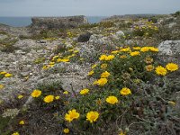 P, Faro, Vila do Bispo, Cabo Sao Vicente 94, Saxifraga-Willem van Kruijsbergen