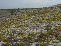 P, Faro, Vila do Bispo, Cabo Sao Vicente 97, Saxifraga-Willem van Kruijsbergen