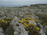 P, Faro, Vila do Bispo, Cabo Sao Vicente 98, Saxifraga-Willem van Kruijsbergen