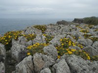 P, Faro, Vila do Bispo, Cabo Sao Vicente 99, Saxifraga-Willem van Kruijsbergen