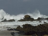 P, Faro, Vila do Bispo, Castelejo 16, Saxifraga-Jan van der Straaten