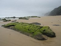 P, Faro, Vila do Bispo, Praia da Cordoama 16, Saxifraga-Willem van Kruijsbergen