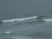 P, Faro, Vila do Bispo, Praia da Cordoama 68, Saxifraga-Willem van Kruijsbergen